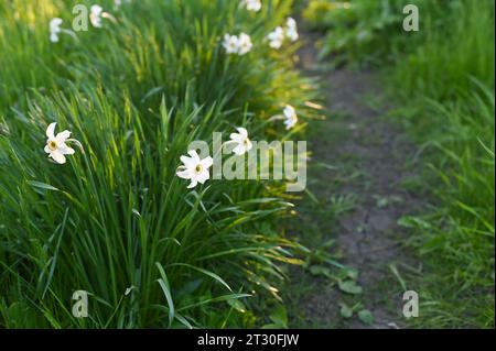 Frühlingsweiße Narzissen im Blumengarten Stockfoto