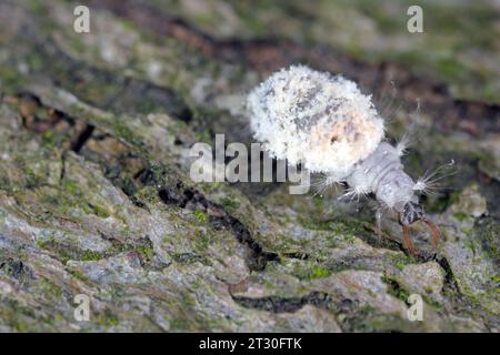 Schnürlarve (Neuroptera: Chrysopidae). Jäger von Mehlkäfern und anderen kleinen Insekten, toten Schlachtkörpern seiner Beute mit seinen Schimmelpilzen und Schmutz. Stockfoto