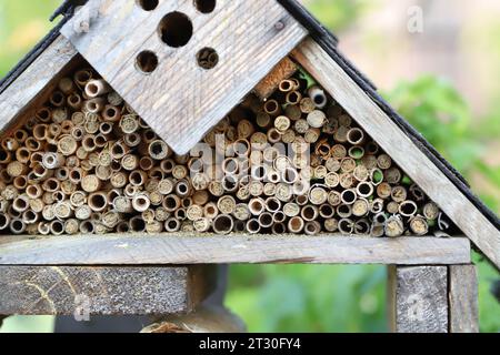 Insektenhotel Haus für Wildbienen und Wespen. Bambusstäbchen. Stockfoto