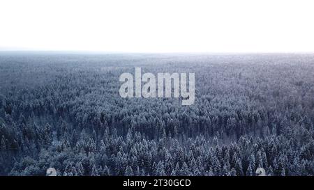 Dezember kalte Fröste. Clip. Hubschrauberrundblick auf schneebedeckte Tannen, die nahe beieinander stehen. Stockfoto