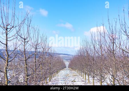 Sonniger Wintermorgen im Apfelgarten. Stockfoto