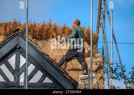 Strohhalter arbeiten auf einem neuen Strohdach. Stockfoto
