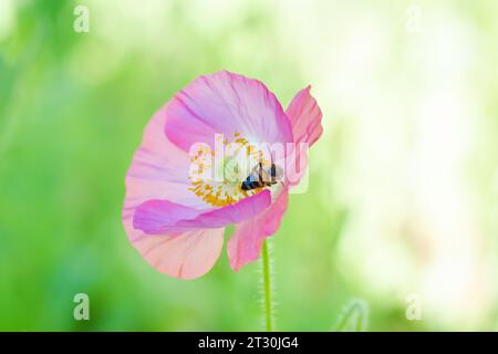 Wildblumen im texanischen Frühling, Mohnblumen, larkspur, Pastellfarben, helle einheimische Pflanzen Stockfoto