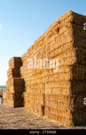 Heuhaufen. Heuballen im landwirtschaftlichen Bereich. Hey, Ballen. Erntezeitkonzept. Es geht um die Landwirtschaft. Stockfoto