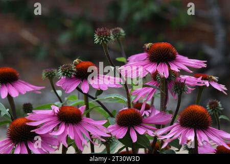 Echinacea Stockfoto