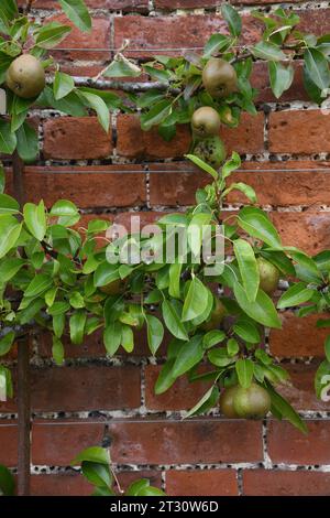 Espalier Birnenbaum Stockfoto