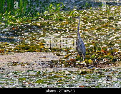 Große Blaureiher in New Jersey werden oft in der Nähe von Flüssen und Seen gesehen. Sie jagen Fische, indem sie in nahezu bewegungslosem Wasser waten. Stockfoto