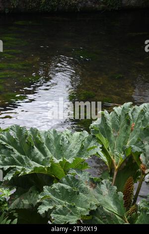 Gunnera am Fluss Stockfoto