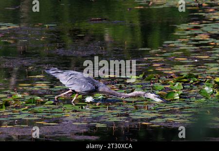 Große Blaureiher in New Jersey werden oft in der Nähe von Flüssen und Seen gesehen. Sie jagen Fische, indem sie in nahezu bewegungslosem Wasser waten. Stockfoto