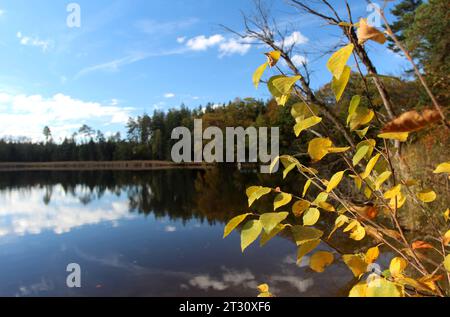 Bernried, Bayern, Deutschland 22. Oktober 2023: Ein Herbsttag bei Bernried Landkreis Weilheim-Schongau. Hier der Blick auf den Gallaweiher, herbstlich, Laub, Färbung, Blätter, Herbstbild, Herbststimmung, Ruhe, wandern, spazieren, Weiher, Natur *** Bernried, Bayern, Deutschland 22 Oktober 2023 ein Herbsttag bei Bernried Bezirk Weilheim Schongau hier der Blick auf den Gallaweiher, Herbstlaub, Laub, Färbung, Blätter, Herbstfoto, Herbststimmung, Ruhe, Wandern, Wandern, Teich, Natur Credit: Imago/Alamy Live News Stockfoto