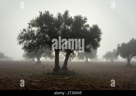 Amanecer con niebla en olivar español Stockfoto