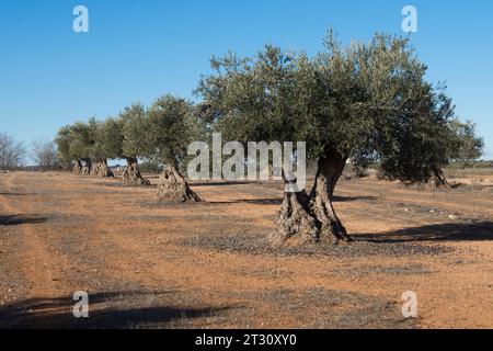 Paisaje de olivar, fuente de aceite de oliva virgen extra Stockfoto