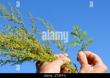 Einjähriger Beifuß, Einjähriger Beifuss, Kräuterernte, Ernte, Kräuter sammeln, Artemisia annua, Artemisia chamomilla, süßer Wermut, süße annie, swe Stockfoto