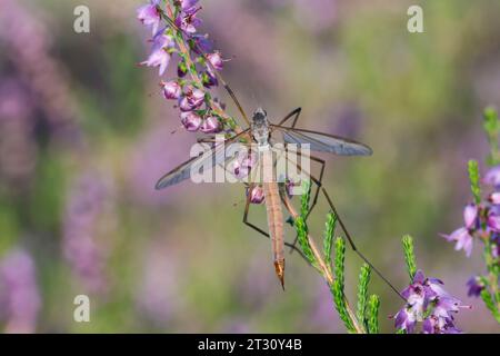 Wiesenschnake, Wiesen-Schnake, Schnake, Sumpfschnake, Schnake, Weibchen, Tipula paludosa, Europäische Kranfliege, Sumpfkranfliege, Wiese Kranfliege, grau d Stockfoto