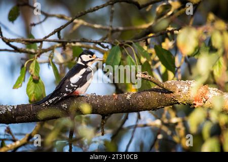 Großspecht (Dendrocopos Major) Stockfoto