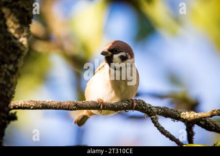 Eurasische Baum-Spatz (Passer Montanus) Stockfoto