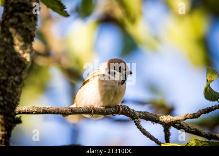 Eurasische Baum-Spatz (Passer Montanus) Stockfoto