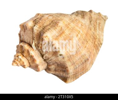 Getrocknete Muschel der Rapanamolluske isoliert auf weißem Hintergrund Stockfoto