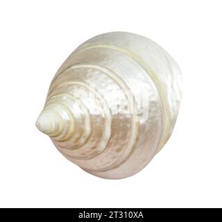 Getrocknete Spiralschale der Meeresschnecke isoliert auf weißem Hintergrund Stockfoto