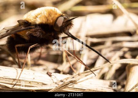 Eine dunkle Bienenfliege, die sich in der Frühlingssonne sonnt und ihren riesigen Proboscis zeigt, der zum Trinken von Nektar aus Blumen, wie ein Kolibri, geeignet ist. Stockfoto