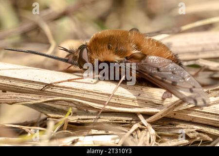 Eine dunkle Bienenfliege, die sich in der Frühlingssonne sonnt und ihren riesigen Proboscis zeigt, der zum Trinken von Nektar aus Blumen, wie ein Kolibri, geeignet ist. Stockfoto