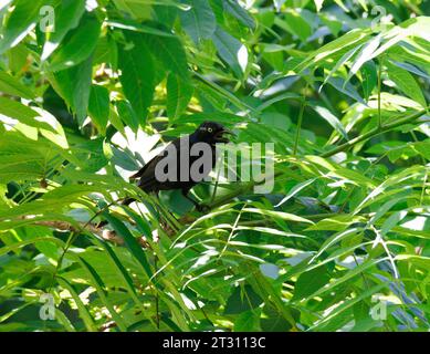 Gewöhnlicher Grackle im Baum Stockfoto