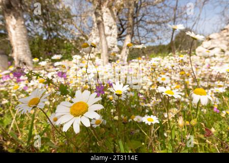 Verlassenes Feld in Korfu, Griechenland, voller wilder Blumen. Stockfoto