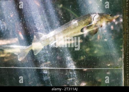 Live-Störe schwimmen im Glasaquarium des armenischen Landrestaurants im Freien an sonnigen Tagen Stockfoto