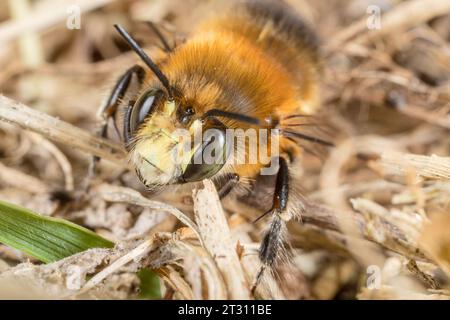 Haarige Blumenbiene wärmt sich in der Frühlingssonne auf. Diese Art ist eine der ersten Einzelbienen, die jedes Jahr in Großbritannien fliegen. Stockfoto