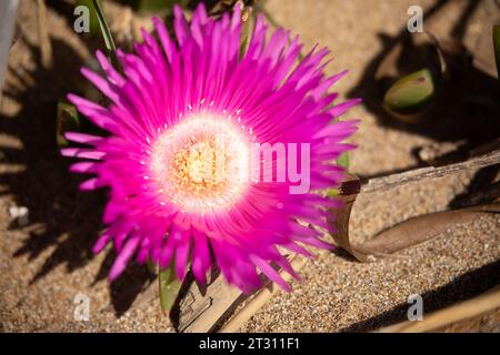 Eine Hottentot-Feige blüht an einem Strand in Cofu, Griechenland, wo dieser invasive südafrikanische Sukkulent gut etabliert ist. Stockfoto