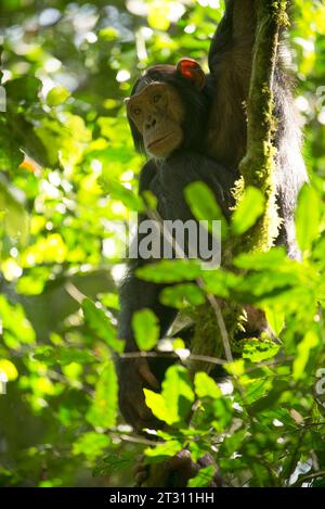 Junger Schimpanse, hängt im Baum, Kibale Forest, Uganda Stockfoto