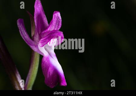 Nahaufnahme einer einzigen Blume der LAX-blühenden Orchidee, aufgenommen in Korfu, Griechenland. Stockfoto