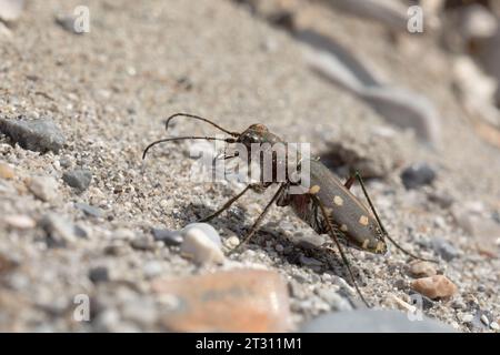 Ein Littoral Tigerkäfer in seinem natürlichen Lebensraum an einem Strand in Korfu, Griechenland. Stockfoto