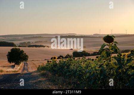 Deutsches Feld mit verschiedenen Sonnenblumen im Vordergrund und laufendem Traktor im Hintergrund. Stockfoto