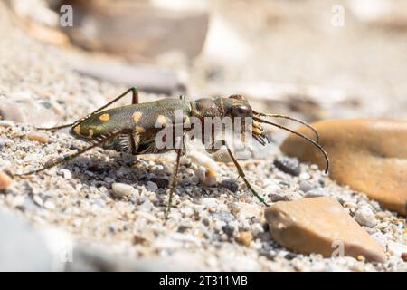 Ein Littoral Tigerkäfer in seinem natürlichen Lebensraum an einem Strand in Korfu, Griechenland. Stockfoto