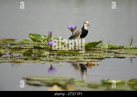 Langhaarige Kippen auf Lilienpads in einem ugandischen Feuchtgebiet, Zentralafrika. Stockfoto