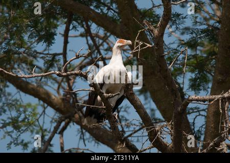 Der fruchtfressende Palmnussgeier thronte auf den Baumspitzen eines ugandischen Waldes. Stockfoto