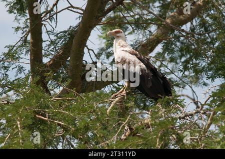 Der fruchtfressende Palmnussgeier thronte auf den Baumspitzen eines ugandischen Waldes. Stockfoto
