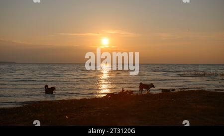 Atemberaubender natürlicher Hintergrund mit Sonnenuntergang über dem Meer. Kreativ. Hunde am Sandstrand. Stockfoto