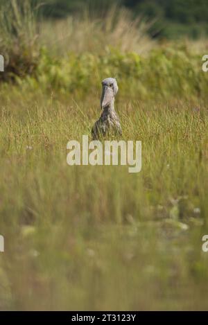 Der einzigartige, prähistorisch aussehende Shoebill Stork im Mabamba Sumpf, Uganda, wo er im Mittelpunkt des lokalen Ökotourismus steht, der den Menschen Einkommen bringt. Stockfoto