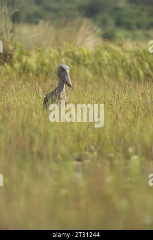 Der einzigartige, prähistorisch aussehende Shoebill Stork im Mabamba Sumpf, Uganda, wo er im Mittelpunkt des lokalen Ökotourismus steht, der den Menschen Einkommen bringt. Stockfoto