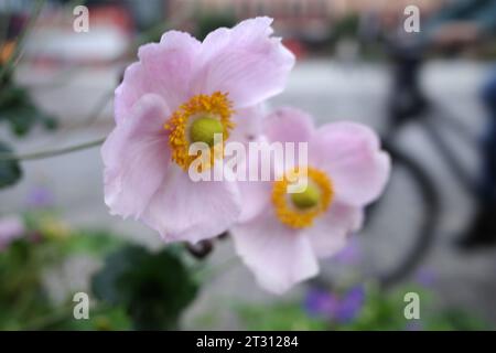 Rosa Anemone hupehensis oder japanische Windblume in Nahaufnahme. Im Hintergrund die Silhouette eines Fahrrads. Platz in Assen, Niederlande Stockfoto