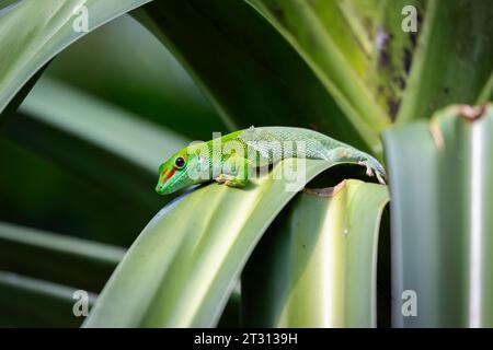 Grüner Tagesgecko, phelsuma grandis, verliert seine Haut Stockfoto