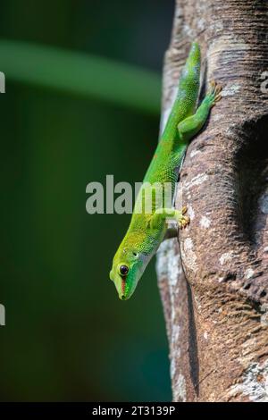 Grüner Tag Gecko, phelsuma grandis Stockfoto