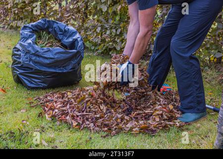 Nahaufnahme des Herbstgartens mit umgestürzten Blättern von Bäumen, wo der Mensch sie in einer Plastiktüte sammelt. Schweden. Stockfoto