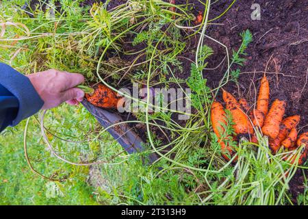 Nahaufnahme der Hand des Menschen, die während der Herbsternte Karotten im Gartenbeet vom Boden zieht. Stockfoto