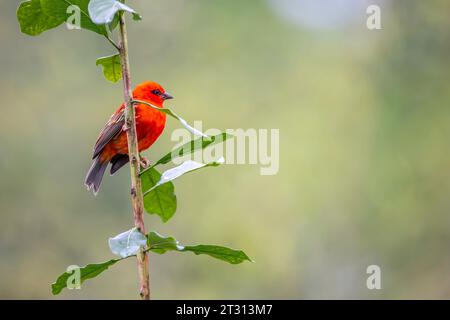 Roter Madagaskar Weaver, der auf einem Baum sitzt Stockfoto