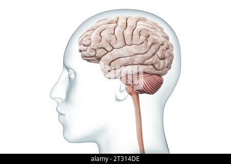 Menschliches Gehirn mit Kleinhirn- und Hirnstamm-Profilansicht mit körpergenauer 3D-Darstellung. Neurologie, Neurowissenschaft, Anatomie, medizinisches Diagramm Stockfoto