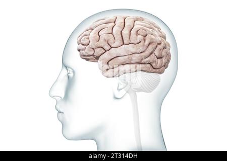 Schnittansicht der Großhirnrinde oder der Hemisphäre mit körpergenauer 3D-Darstellung. Neurologie, Neurowissenschaft, menschliche Hirnanatomie, medizinisches Diagramm Stockfoto