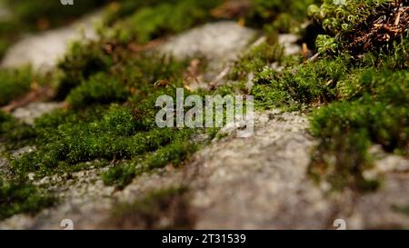 Frisches grünes Moos wächst auf einem Stein im Frühlingswald. Kreativ. Natürlicher Hintergrund mit Nahsicht auf grünes Moos Stockfoto